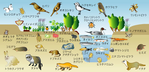 相沢川合流地点で見られる動植物