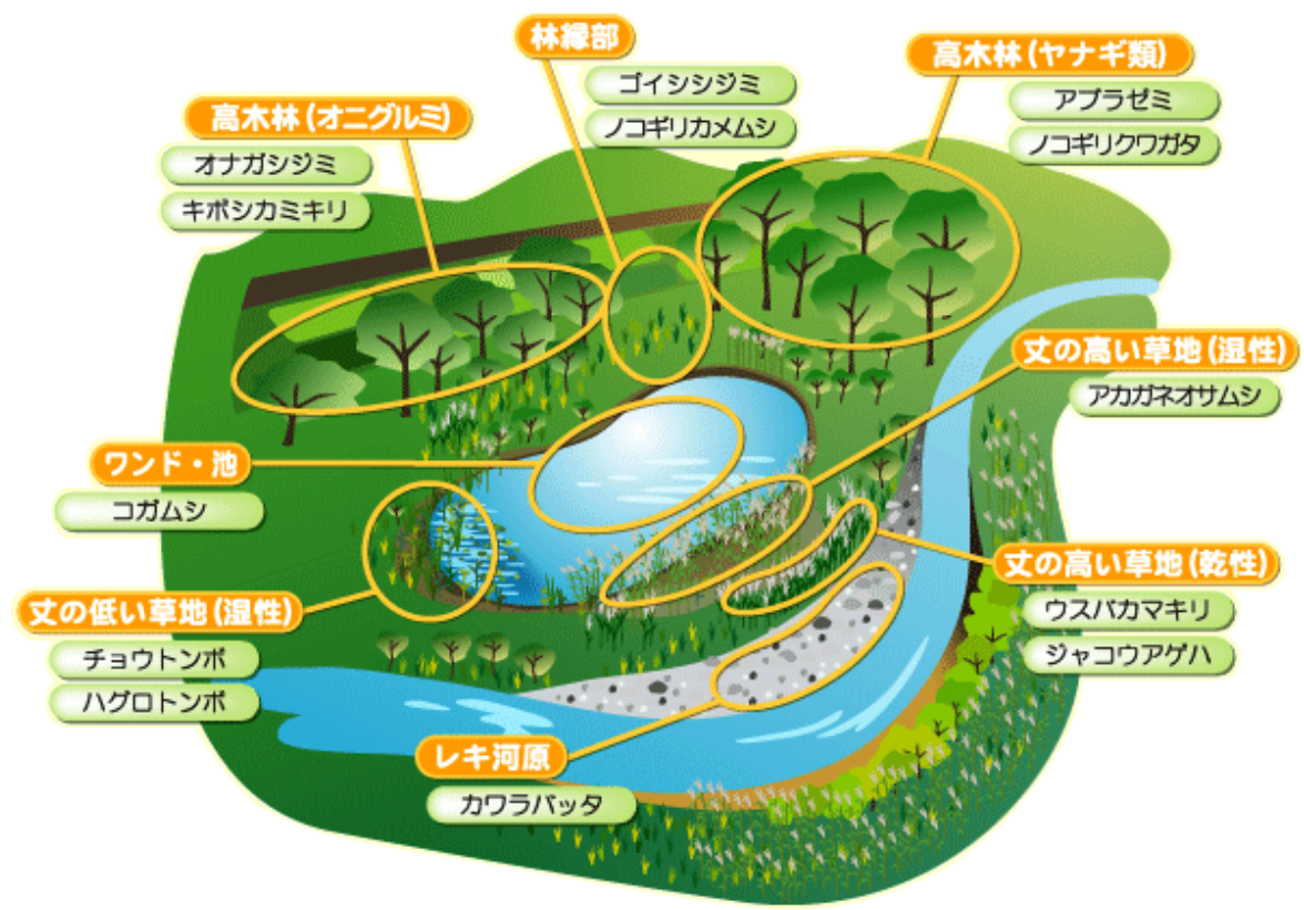 最上川上流・昆虫類の生息環境