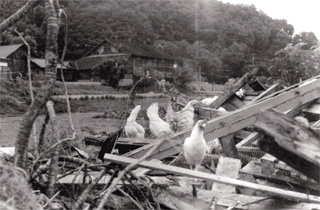 流出した鳥小屋より生き残ったニワトリ