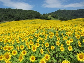 三ノ倉高原花畑