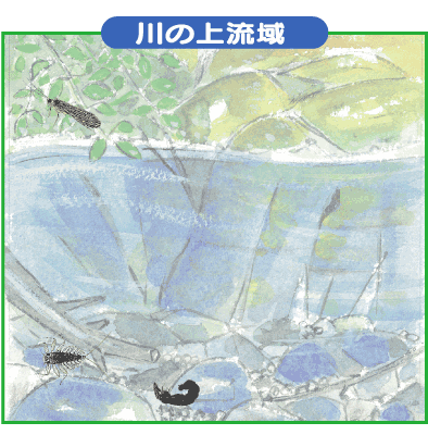 川の上流域