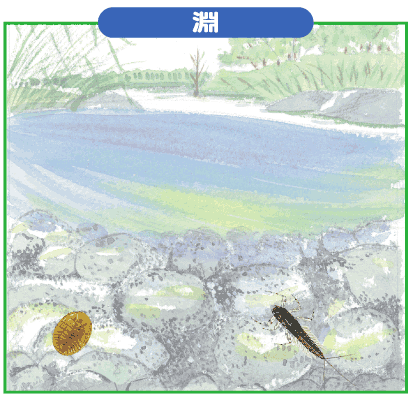 淵