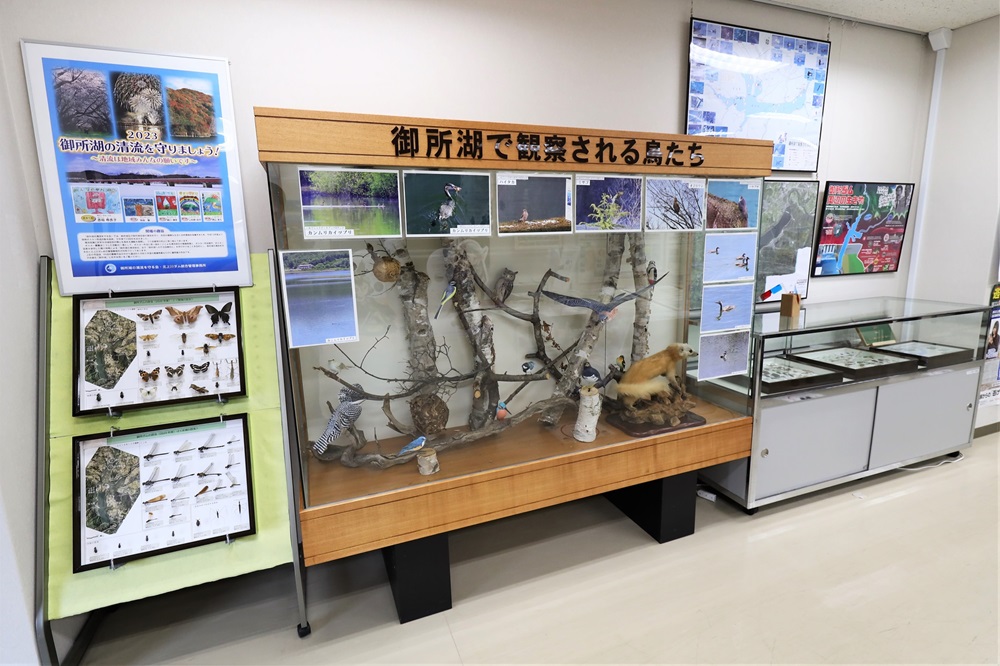 御所湖で観察される鳥の模型や昆虫の標本などを展示している