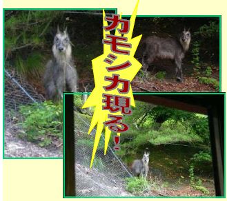 管理支所裏山に現れたカモシカ