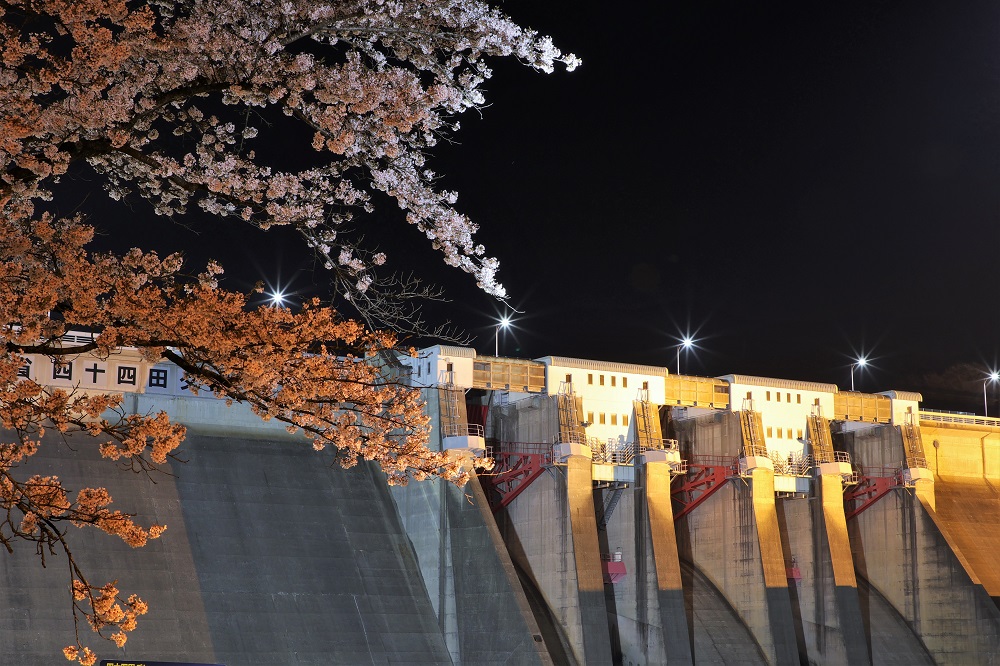 満開の桜とともにダムがオレンジ色に輝き、幻想的に浮かび上がっている。