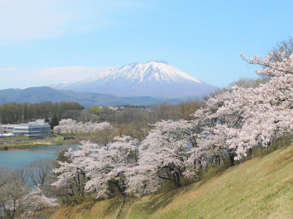 青い空。公園の法面に満開の桜の木が連なっている。その奥にはダム湖、さらに奥には残雪の岩手山が見える。
