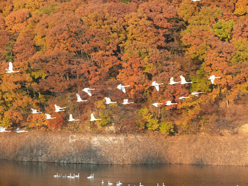 紅葉に染まる景色を背景に白鳥の群れが飛んでいる。