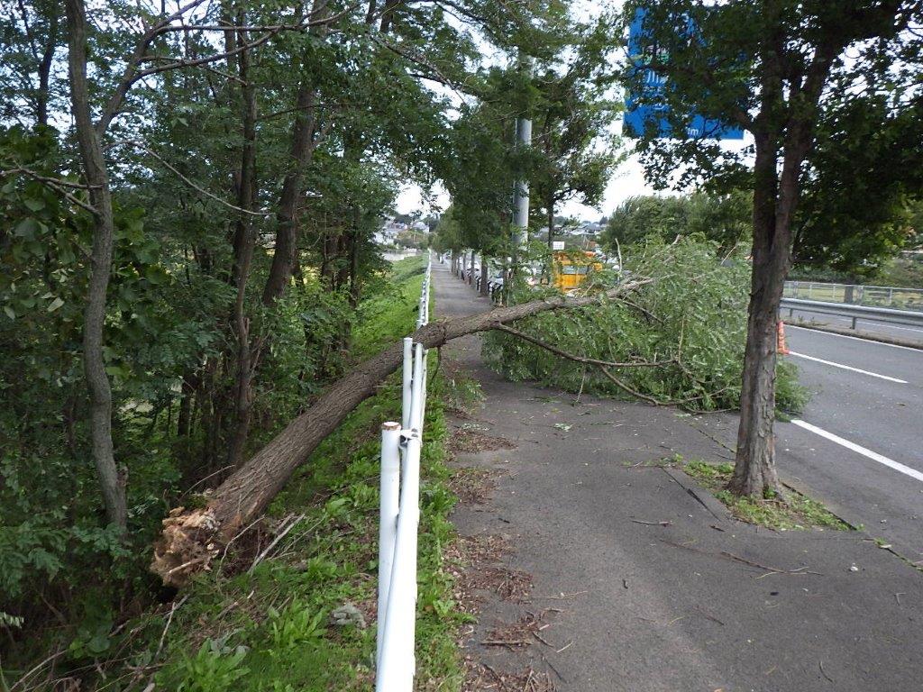 道路にはみ出した樹木