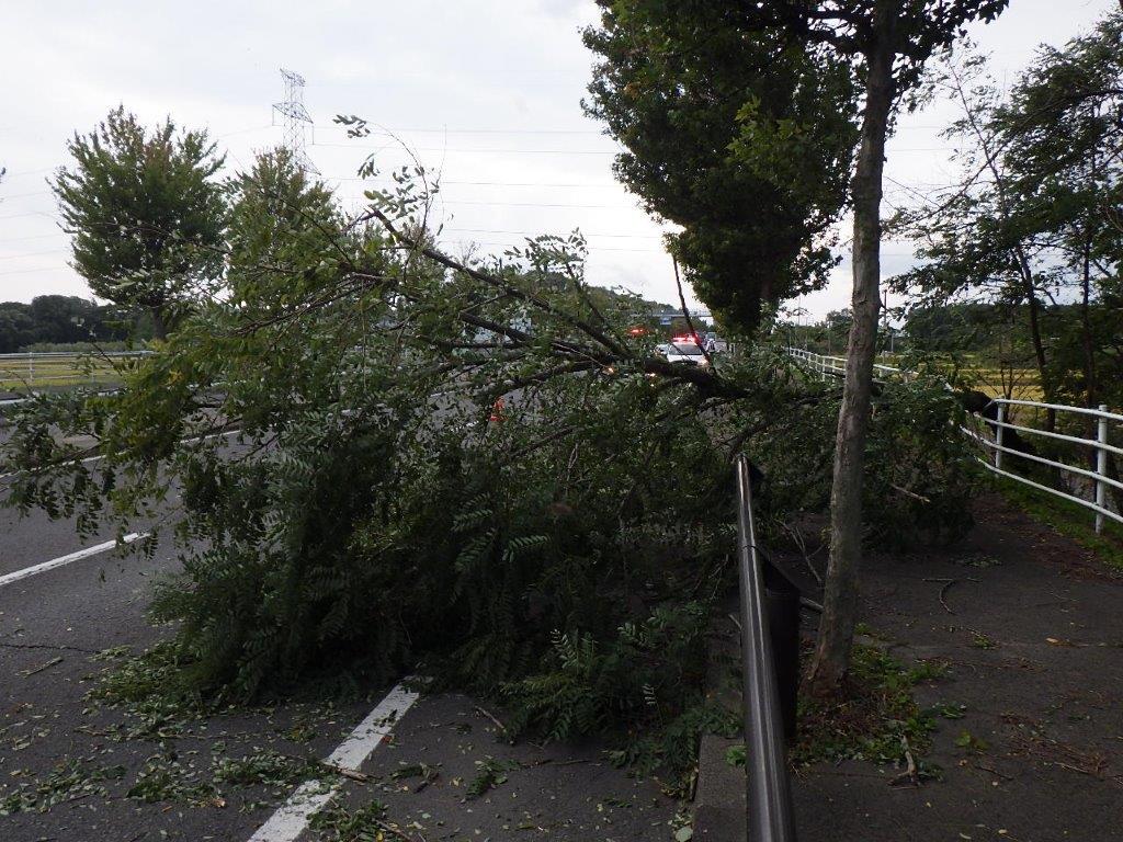 道路にはみ出した樹木