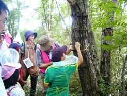 虫取り網、虫かごをもって向山森林公園に昆虫観察に行きました。<br />木に仕掛けたトラップに昆虫を発見すると、子供たちは一斉に木の回りに集まっていました。<br />インストラクターさんより、昆虫の集まる木や飼い方のお話もありました。<br />みなさん、大事に育ててくださいね。