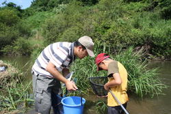 三春ダムの本川（大滝根川）に住む水生生物を観察しました。<br />子供たちは網を持って、水草や石の間をガサガサと足で誘き寄せていました。<br />時折、オイカワが群れになって足元を泳いでいく姿を見ることが出来ました。<br />ヤゴやシジミ、ドジョウやブラックバスの稚魚などたくさんの水生生物が見られました。<br />漁協の協力で投網も投げていただきました。オイカワやハヤの他に50cm以上のニゴイも網に掛かり子供たちは驚いていました。<br />最後に大滝根川に住んでいる水生生物の特徴や今日捕った魚やヤゴなどの飼い方などをインストラクターの先生から教えていただきました。