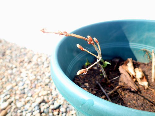 鉢植え