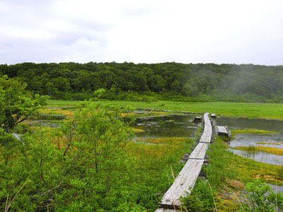 イワカガミ湿原