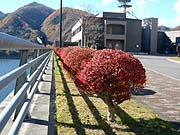 葉が風で飛ばされ
