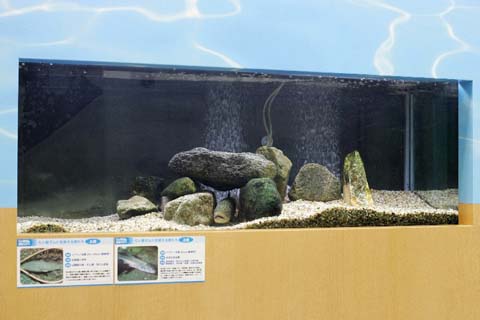 イワナ水槽