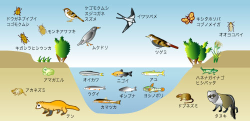 最上小国川合流地点で見られる動植物
