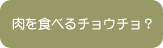 肉を食べるチョウチョ？