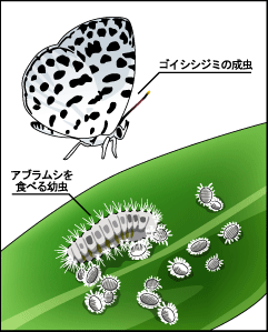 ゴイシシジミのイラスト