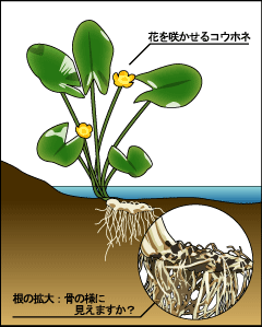 川骨のイラスト