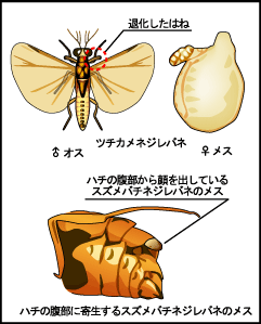 ネジレバネのイラスト