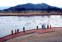 写真:子どもたちによる餌付けの様子