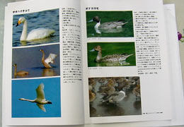 写真:野鳥観察ガイドブック