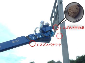 スズメバチの巣除去)