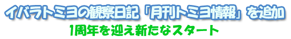 イバラトミヨの観察日記「月刊トミヨ情報」を追加