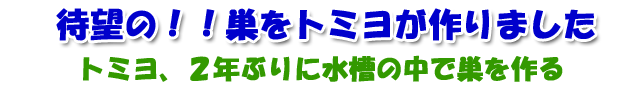 イバラトミヨに会って見よう