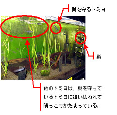 水槽設置の様子