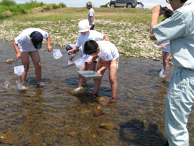 みんなで一斉に水生生物の採取。子供たちは、海パン姿でやる気満々。