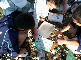 きれいな川に生息するヒラタカゲロウを確認