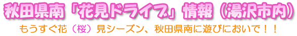 秋田県南「花見ドライブ」情報（湯沢市内）