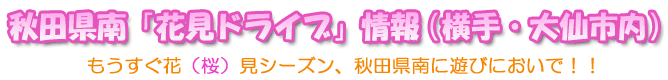 秋田県南「花見花見ドライブ」情報（横手・大仙市内）