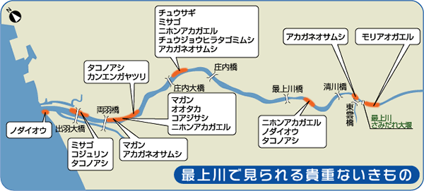 水辺のいきもの図鑑