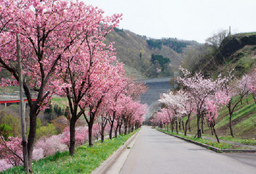 桜並木