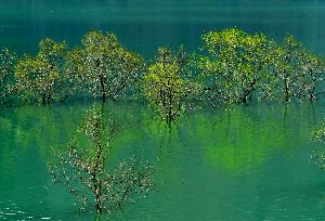 萌黄のダム湖