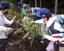 私たちも植樹