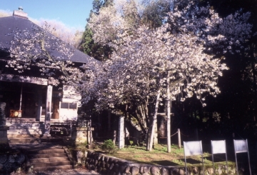 法用寺（虎の尾桜）