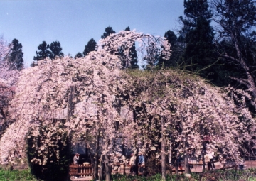 薬王寺（杉の糸桜）