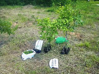 長井ダム管理支所が植樹する分♪