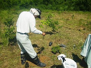 広葉樹を植樹する岡村支所長(*^^*)