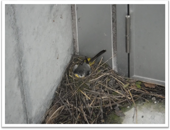 何と！親鳥が卵を温めていました！！