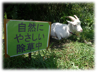 アブが飛んでいるので、除草休憩中です。