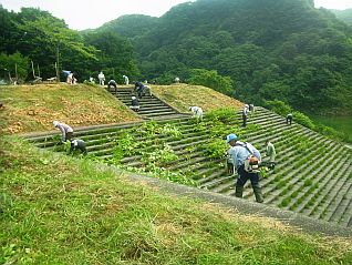 草刈、清掃活動の様子