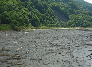 ①流木の状況(湖面)