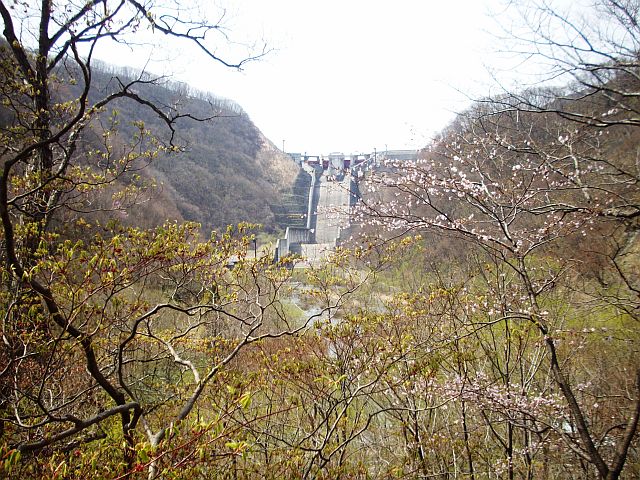 こちらの桜は本道寺地区で撮影しました。