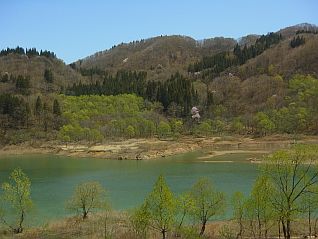 二ッ掛古里の碑付近の桜の様子（7分咲き）