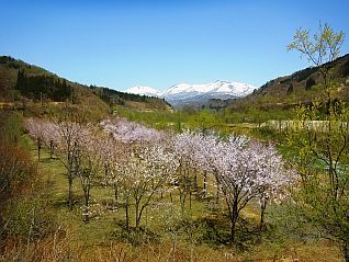 二ッ掛橋から下流の桜の様子（7分咲き）