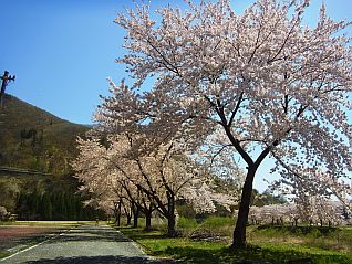 本道寺釣り道場付近の桜の様子（ほぼ満開）